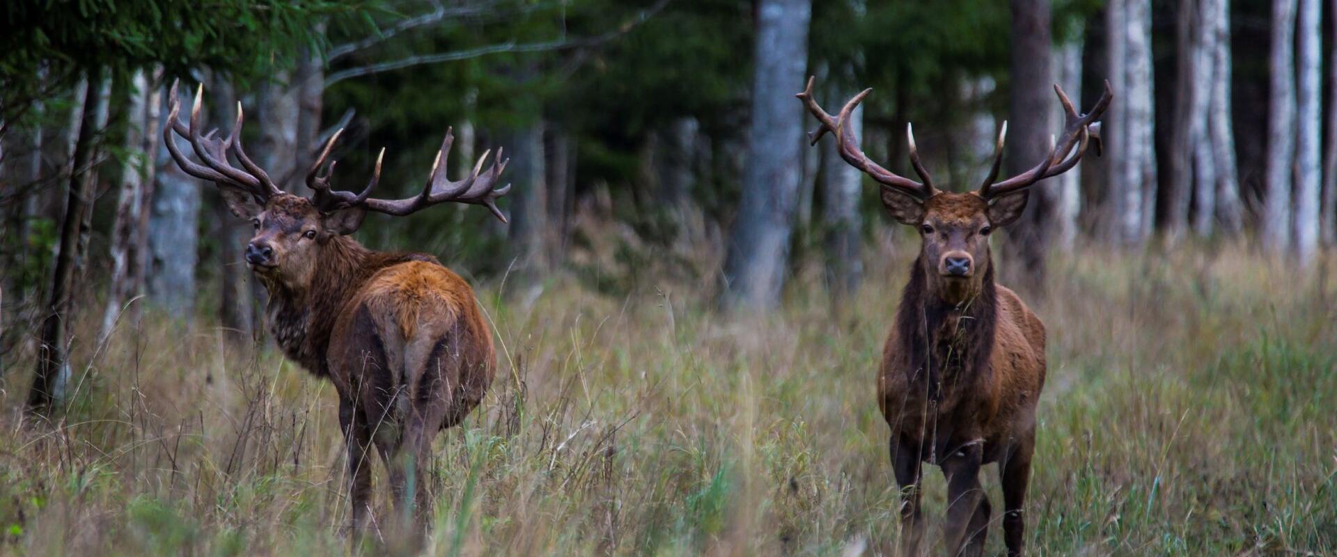 Opastettu villieläinsafari Toosikannun metsäneläinpuistossa