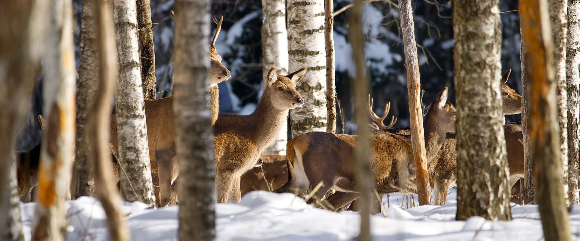 The wildlife watching safari at Toosikannu in winter