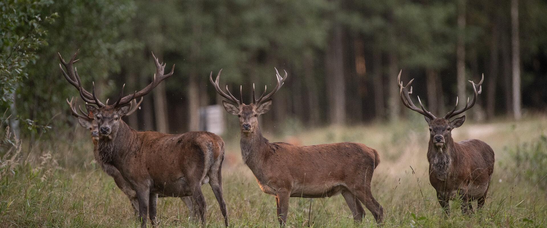 Villieläinten katselusafari omalla autolla