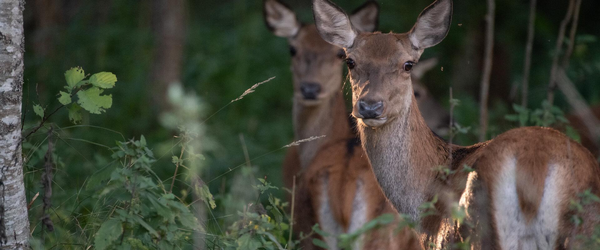 The wildlife watching safari at Toosikannu