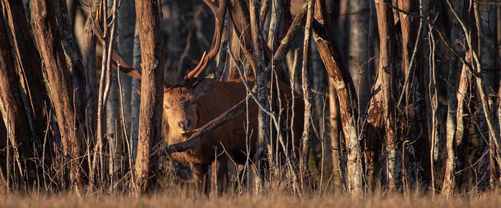 Metsloomavaatlus Toosikannul - ulukisafari