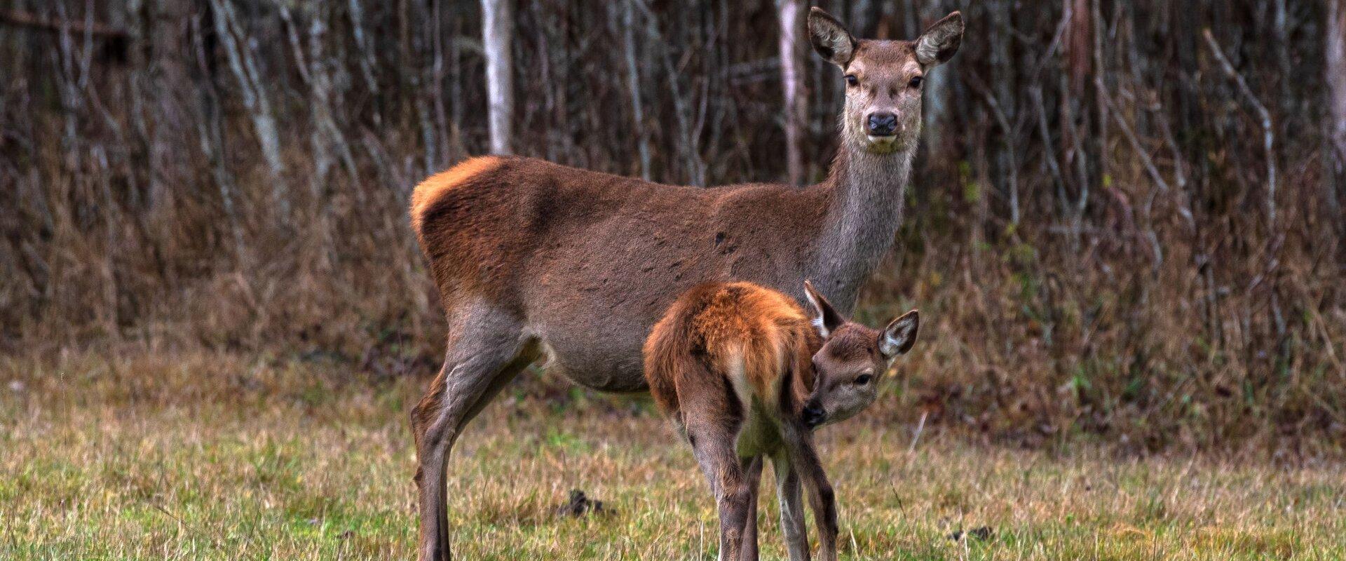 Villieläinten katselusafari omalla autolla