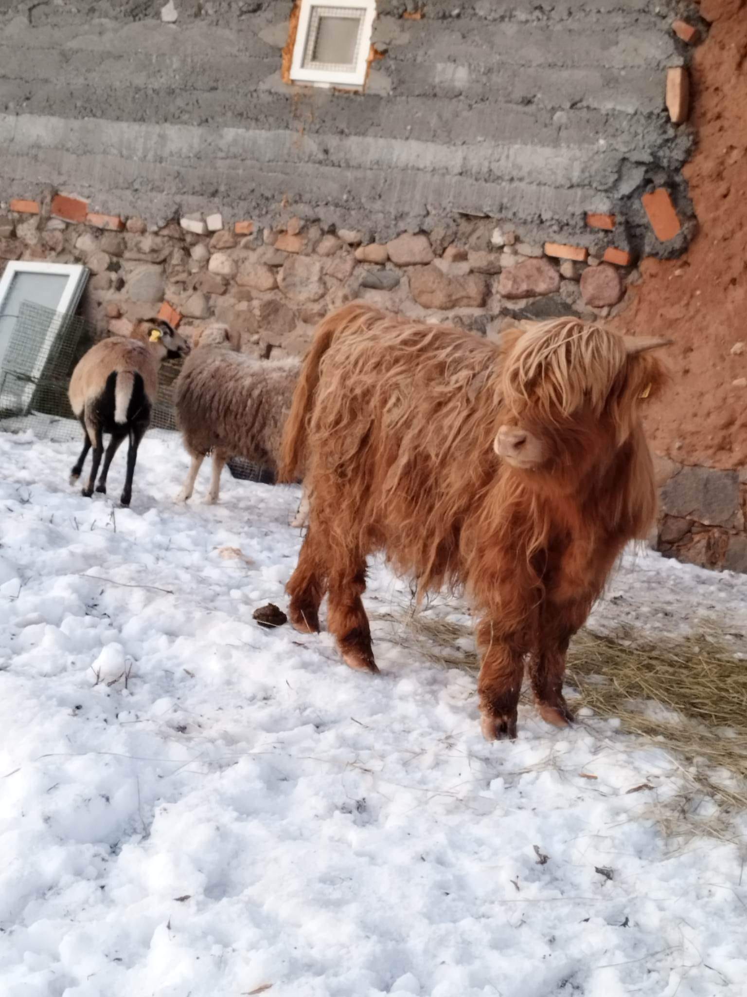 Lauku saimniecība "Talu ja loomad"