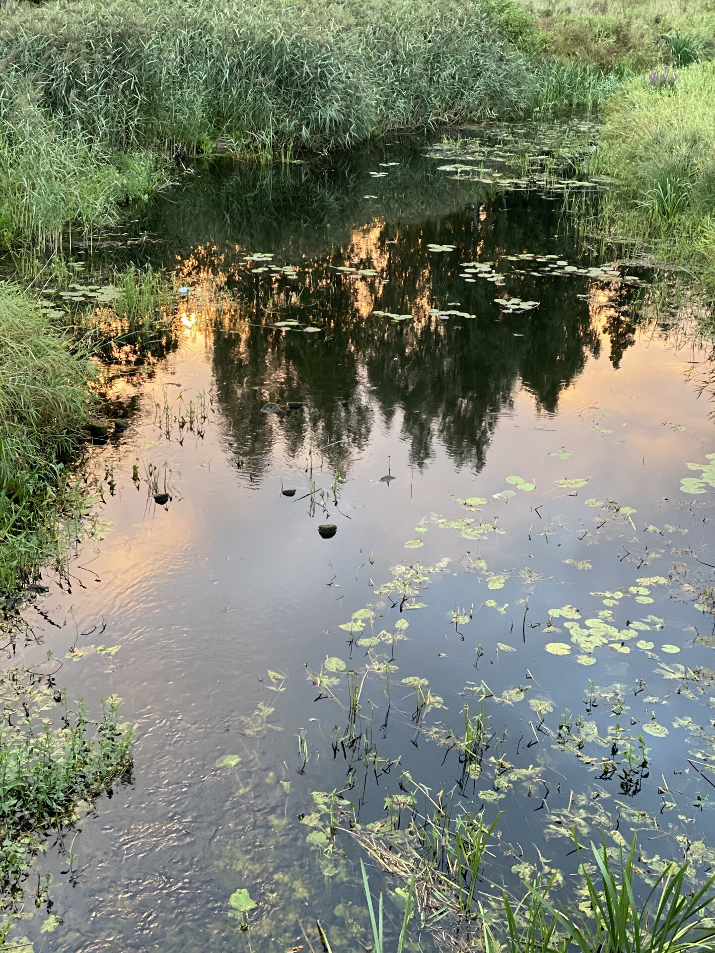 Kääpa river in summer