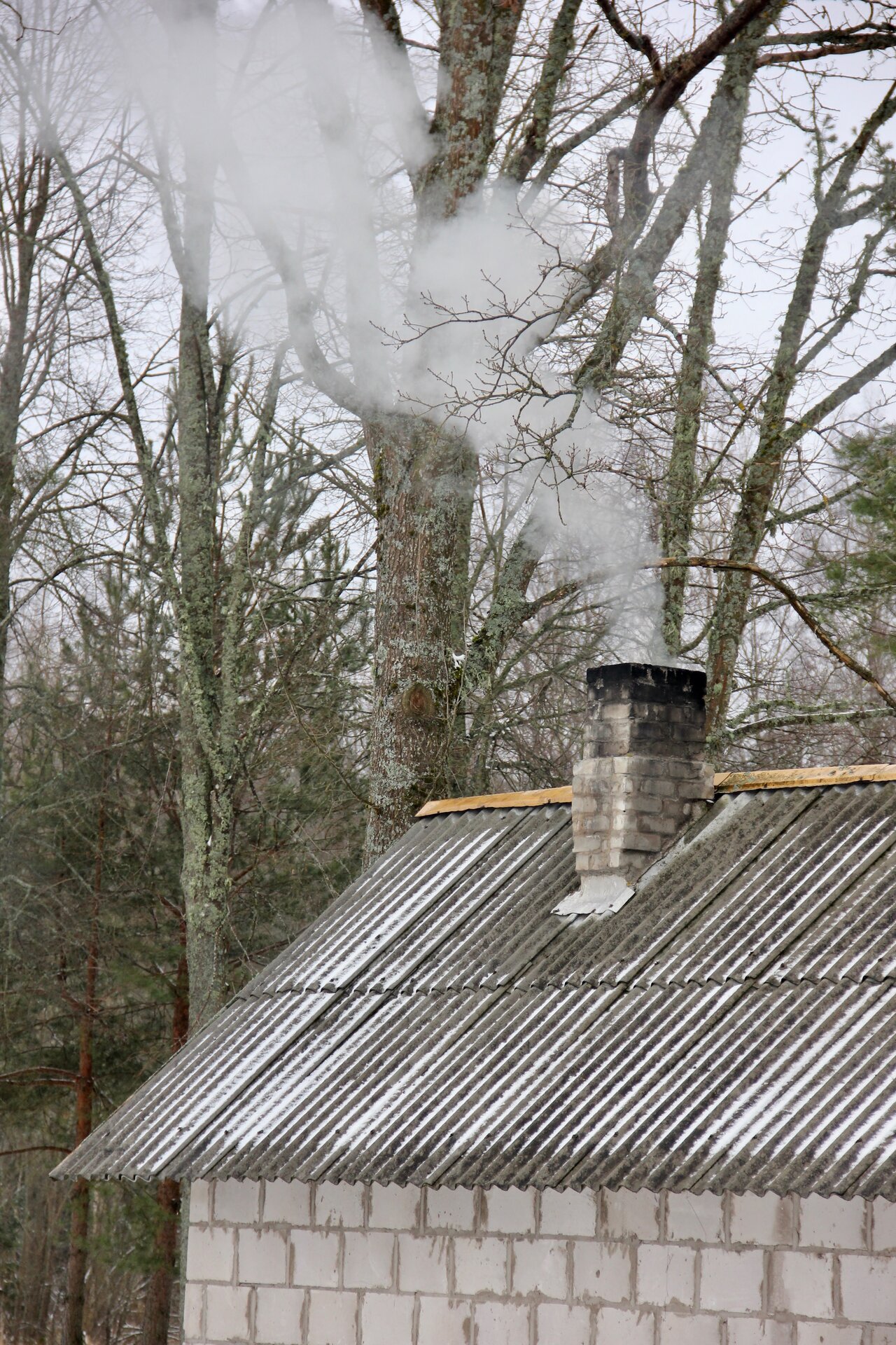 Sibulatee  saunafEST