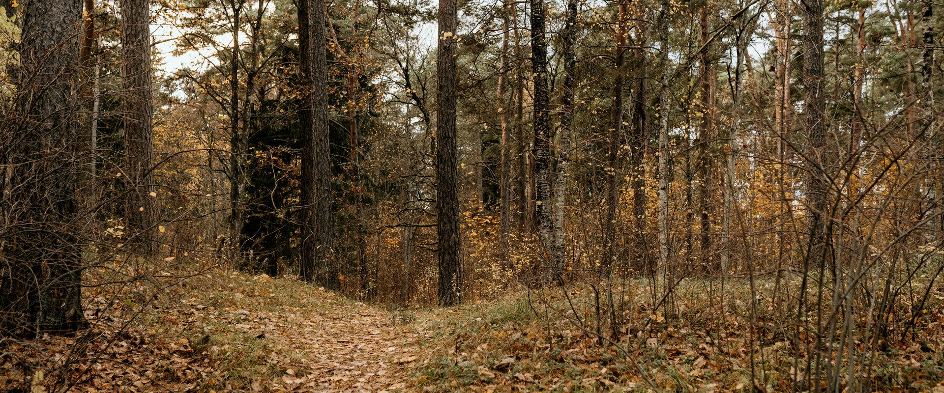 Narva-Jõesuu Pime park