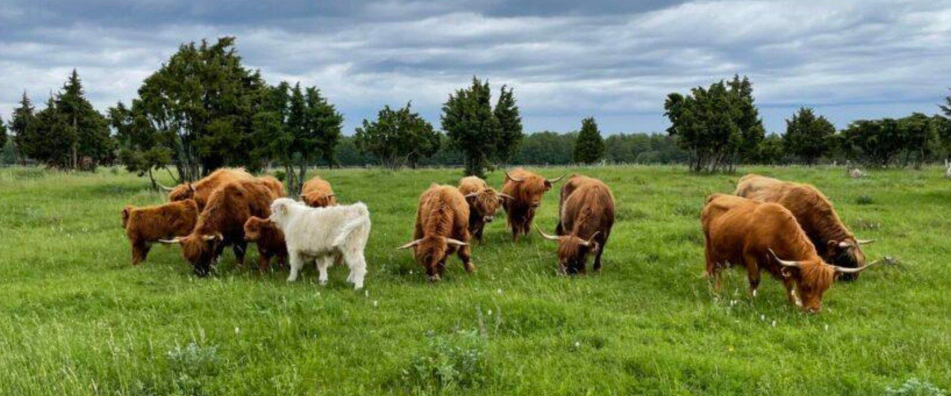 Vormsi cattle