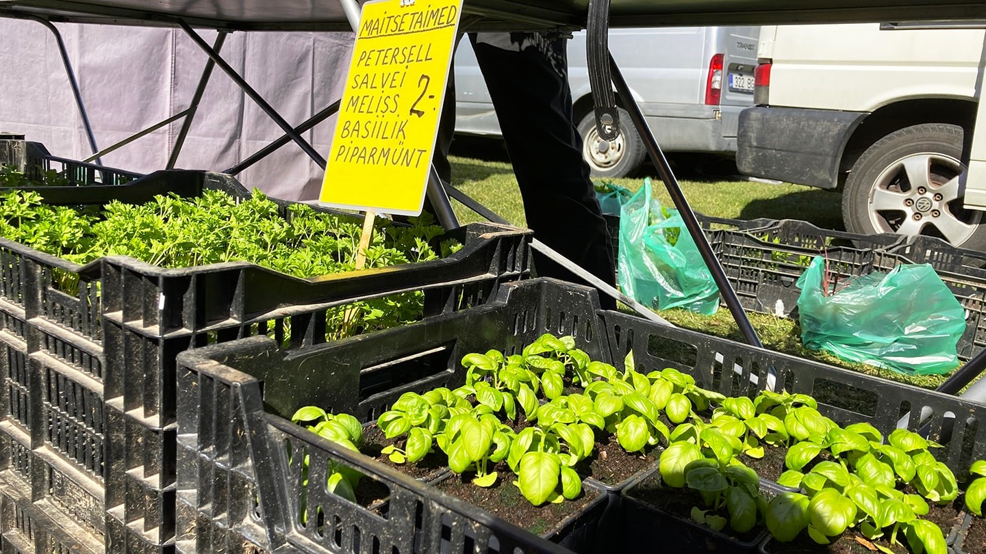 Vanamõisa-kevadlaat-2022-maitsetaimed