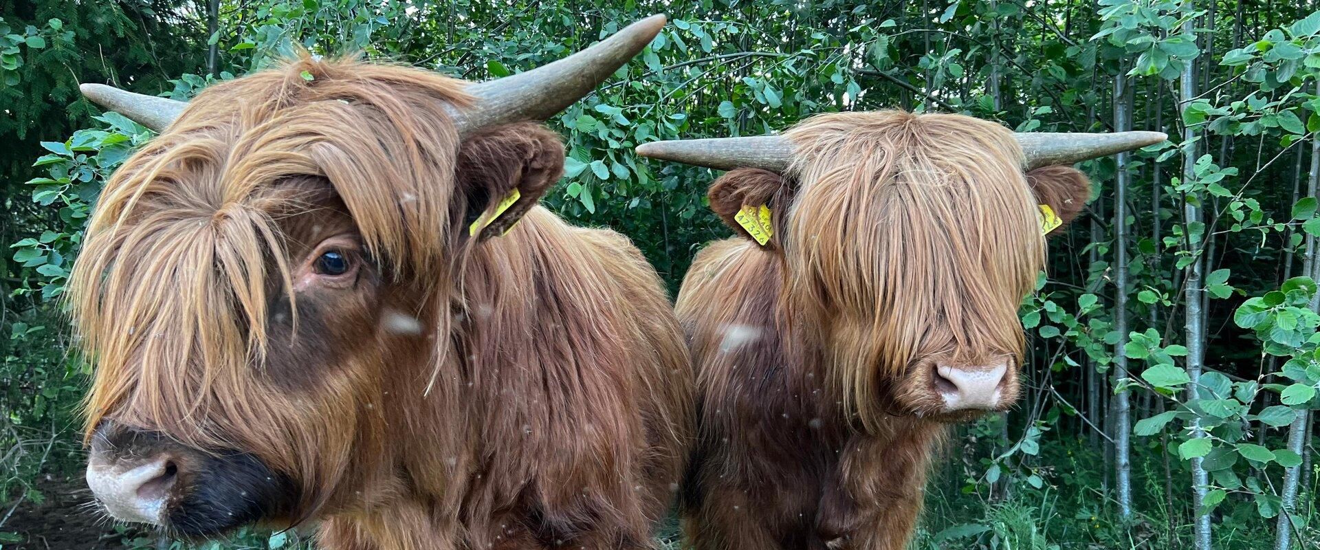 Our animal park is home to Scottish highland cattle, rams, and goats, and in the small animal enclosure, there are dwarf sheep and goats, ferrets, rab