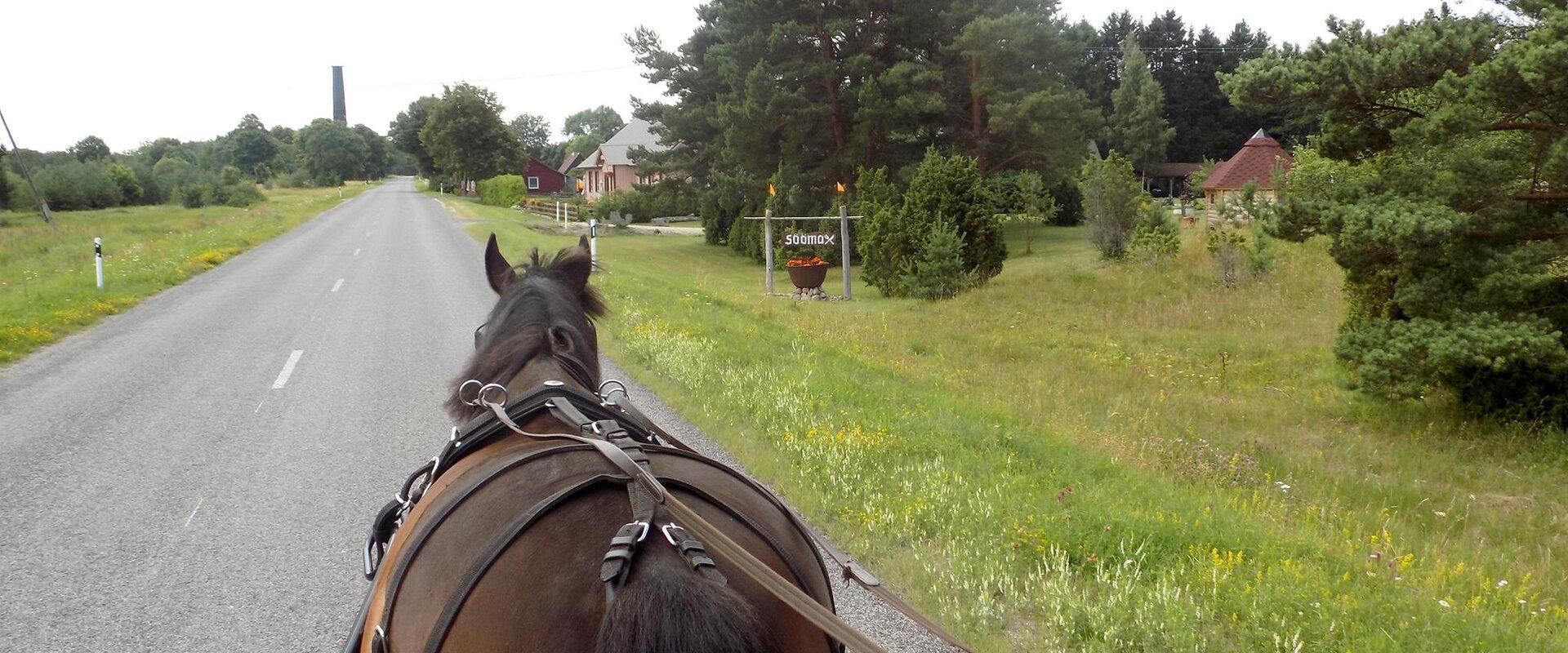 Horse on a road, Anseküla lighthouse in the background