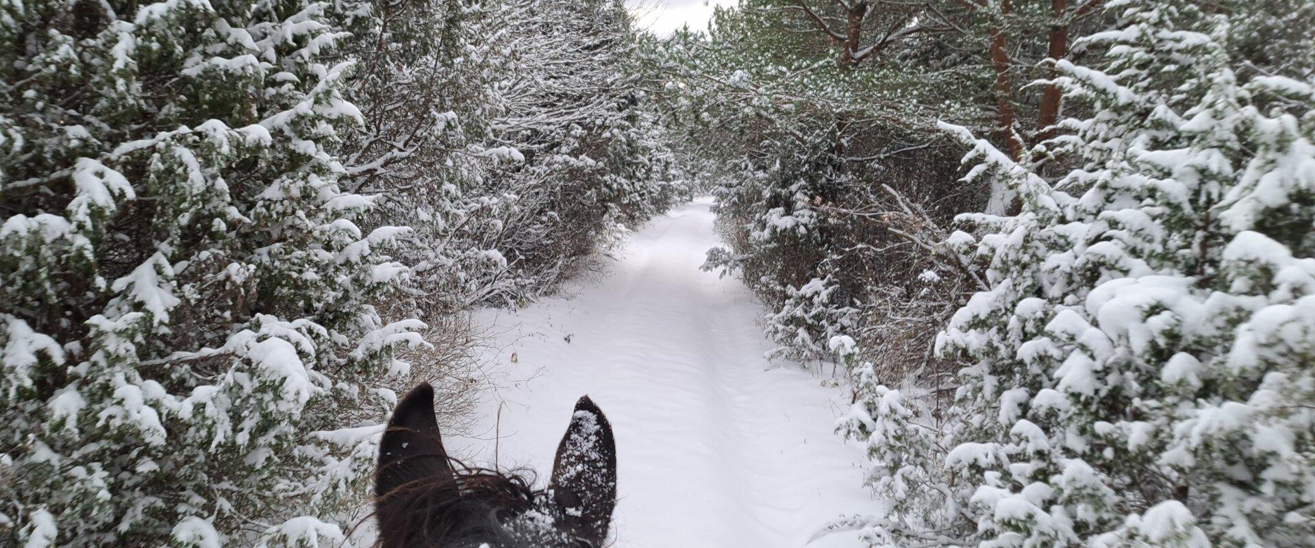 On a wintry forest road with horses