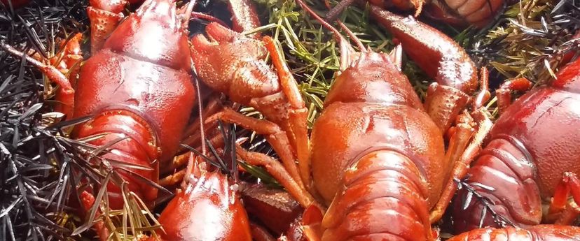 Wähja Festival (Crayfish Festival)