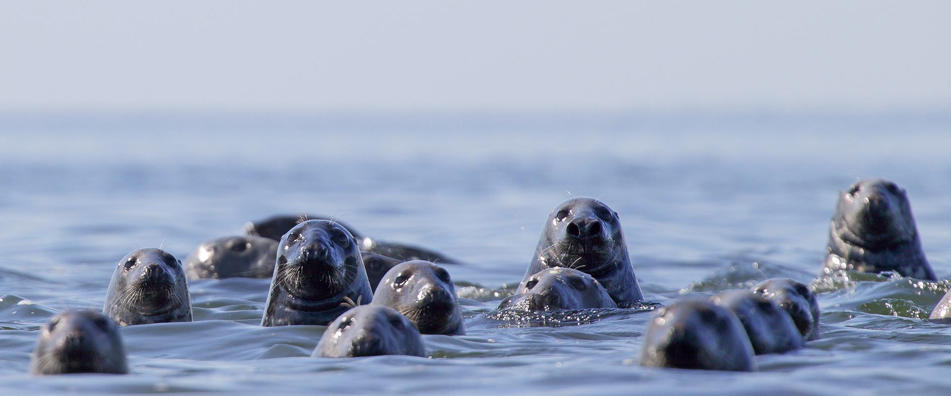 Regular Seal Observation Trips among the Islands of Kolga Bay start from the Neeme Harbour and take place on Sundays at 11 am from July to September. 