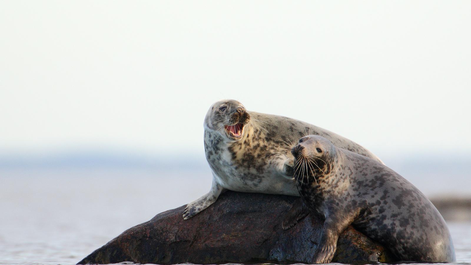 Regular Seal Observation Trips among the Islands of Kolga Bay