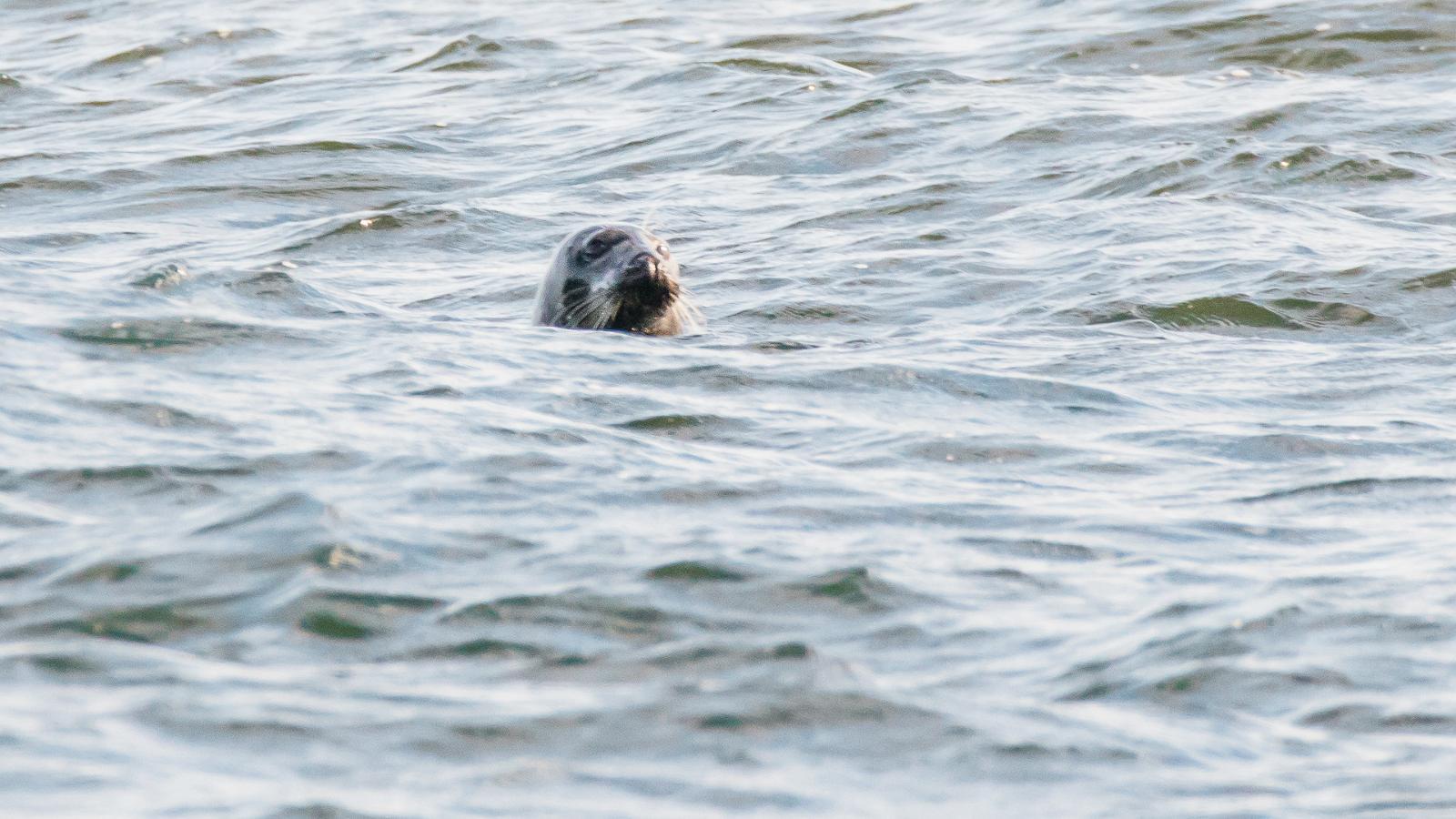 Regulāri roņu vērošanas izbraucieni Kolgas līča arhipelāgā