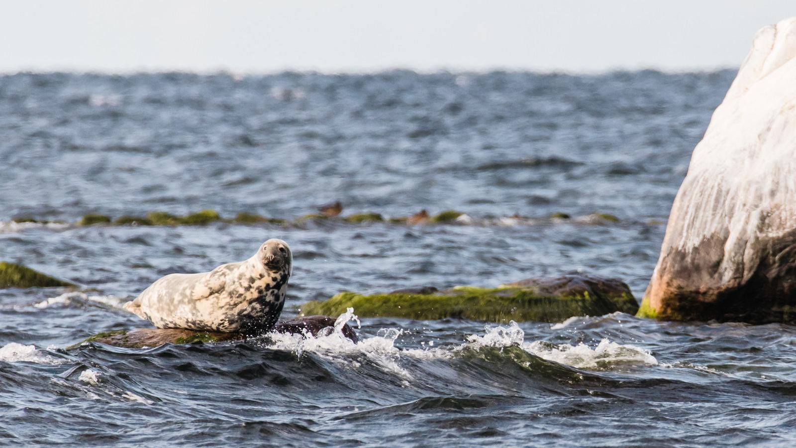 Regular Seal Observation Trips among the Islands of Kolga Bay