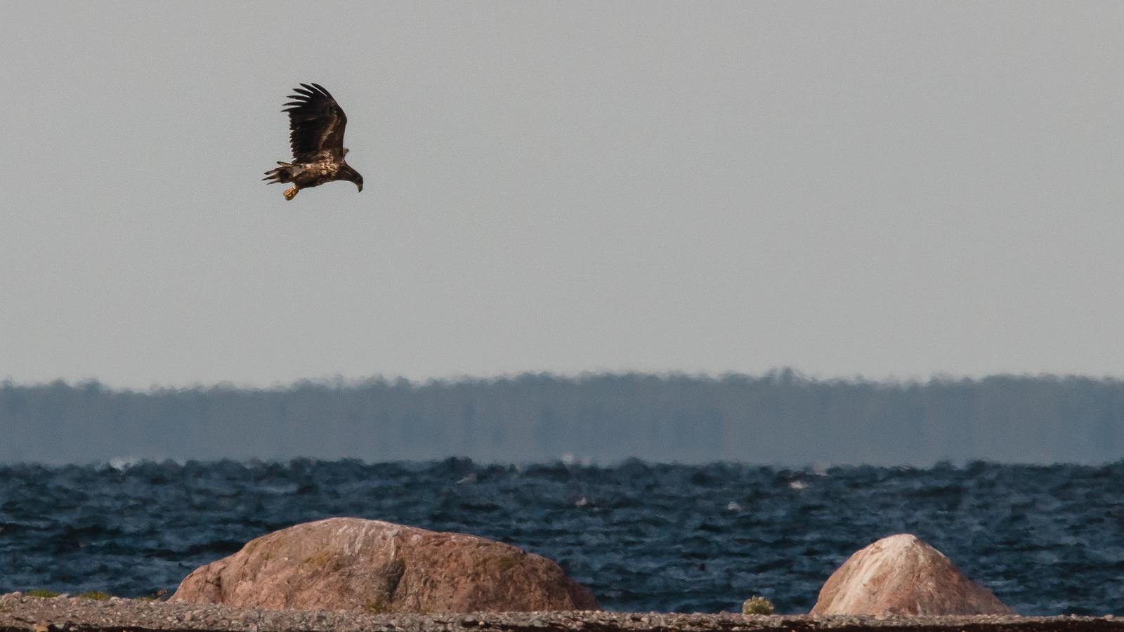 Regular Seal Observation Trips among the Islands of Kolga Bay