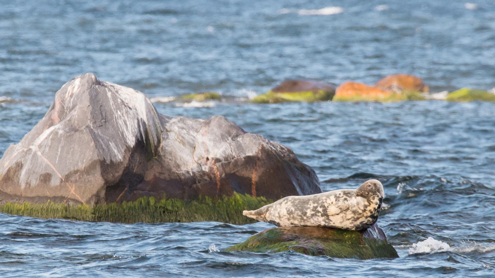 Regular Seal Observation Trips among the Islands of Kolga Bay