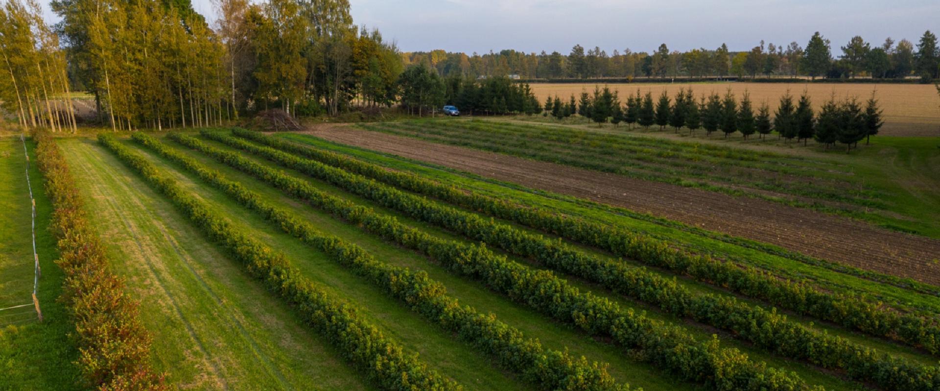 Langemaa naturaalsete jookide degusteerimine ja talu külastus