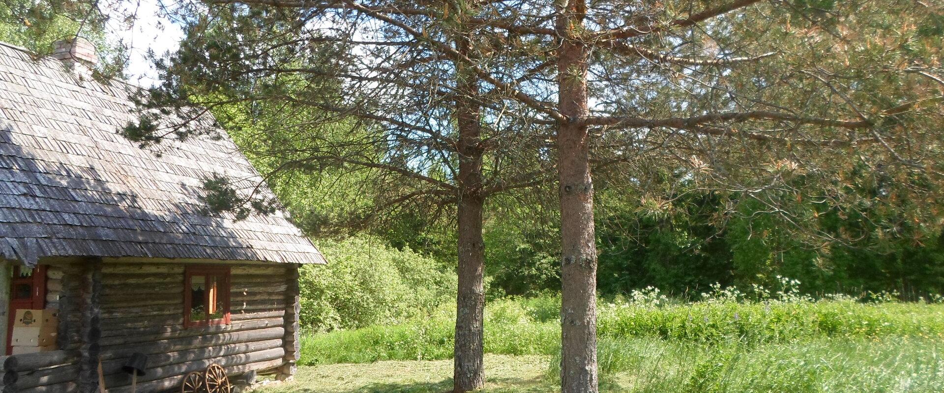 Pähnamäe metsamajake, vaade metsale