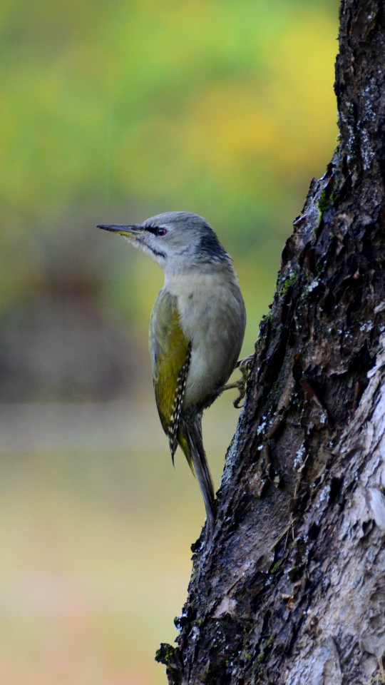 Putnu vērošana dienvidaustrumu Igaunijā kopā ar “Loodustaju”