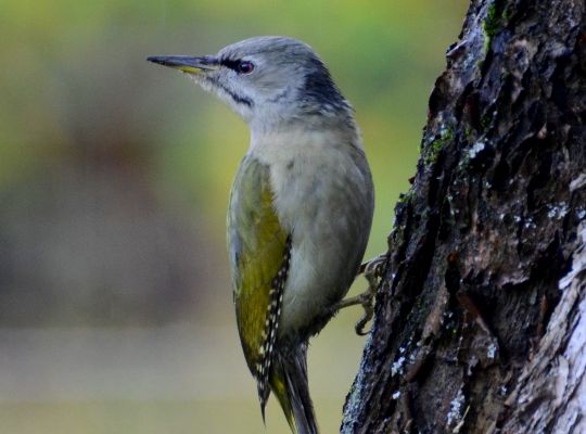 Birdwatching in Southeast Estonia with Loodustaju