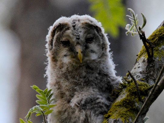 Birdwatching in Southeast Estonia with Loodustaju