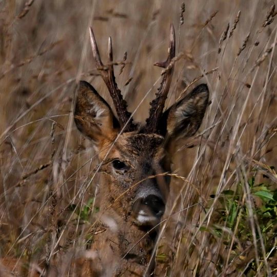 Vogelbeobachtung in Südostestland mit Loodustaju