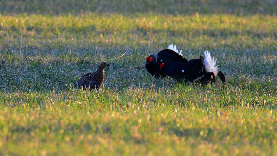 Birdwatching in Southeast Estonia with Loodustaju