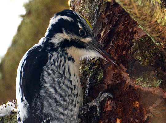 Birdwatching in Southeast Estonia with Loodustaju