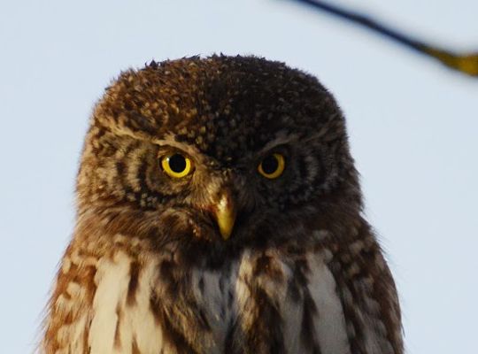 Vogelbeobachtung in Südostestland mit Loodustaju