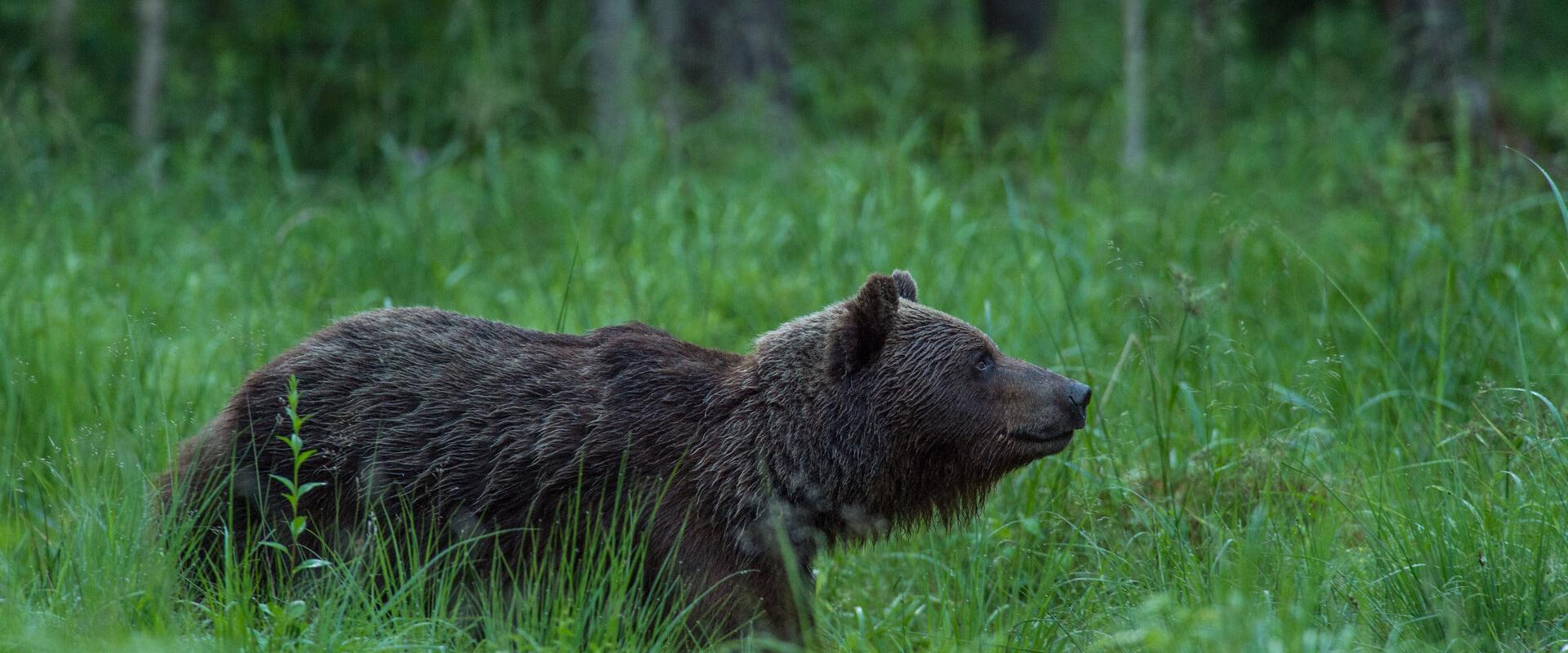 Brown Bear