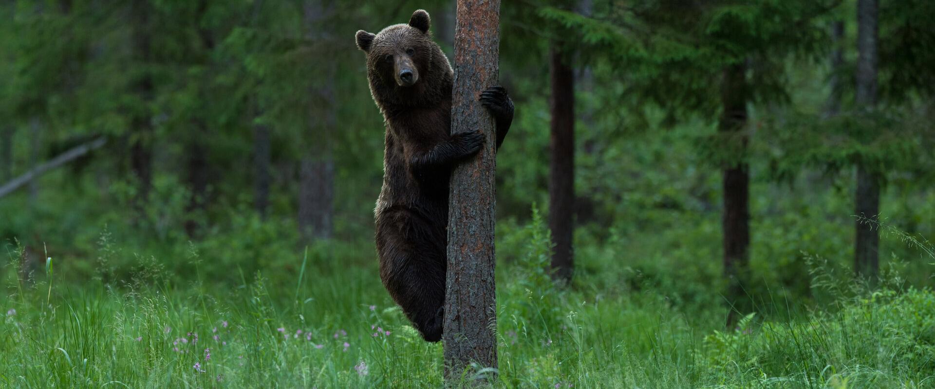 Bear in Estonia