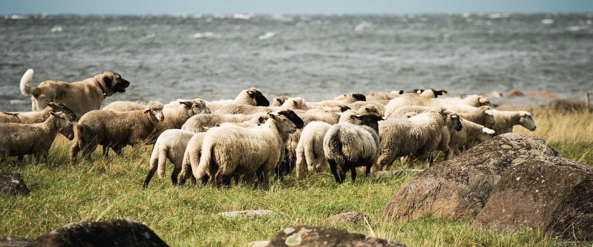 Lammaste ja karjakoerte hobitalu Tammistu lammas