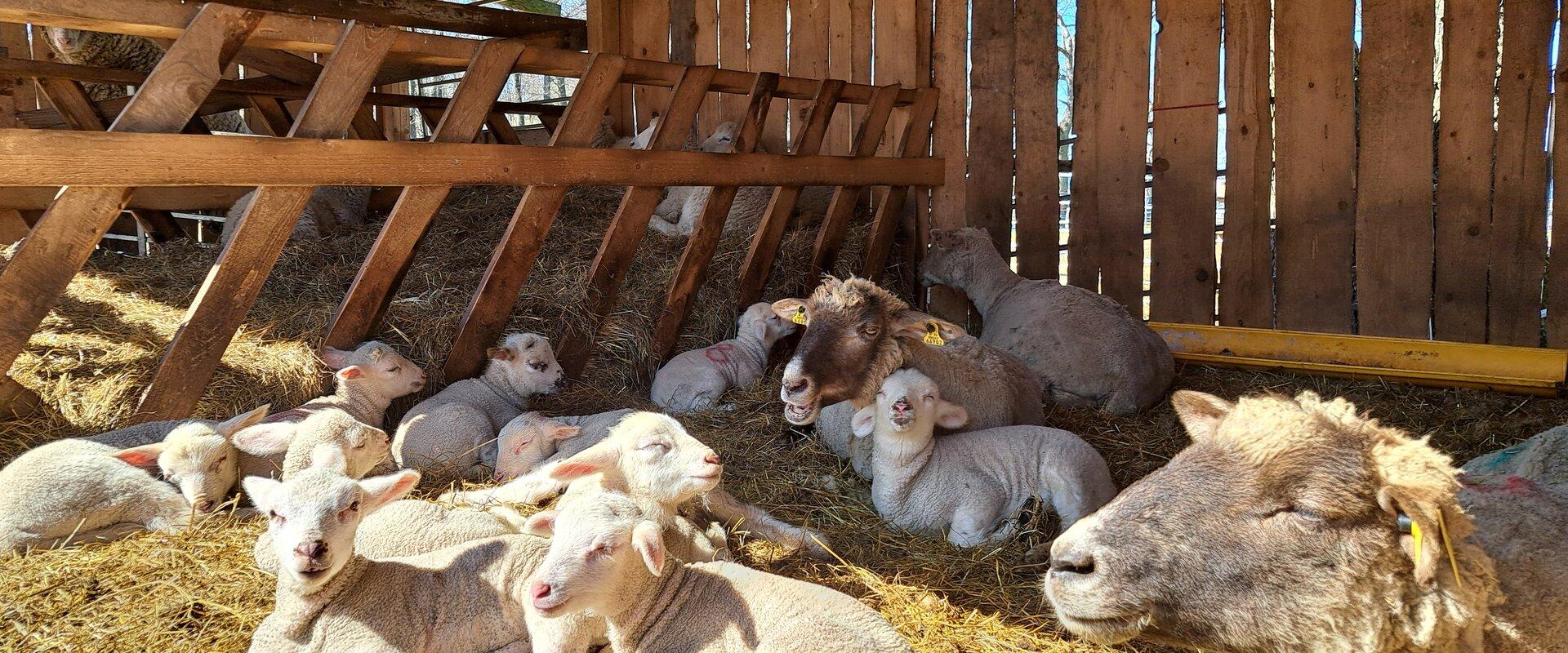 Lammaste ja karjakoerte hobitalu Tammistu lammas