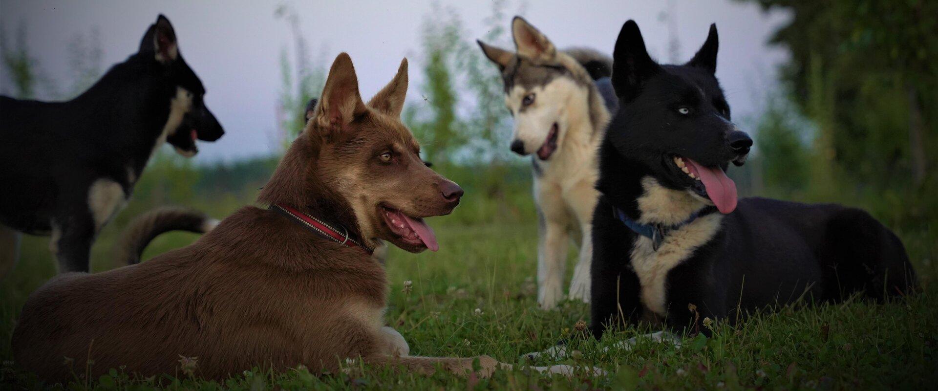 Kennel Agirregoikoa dogs on summer vacation