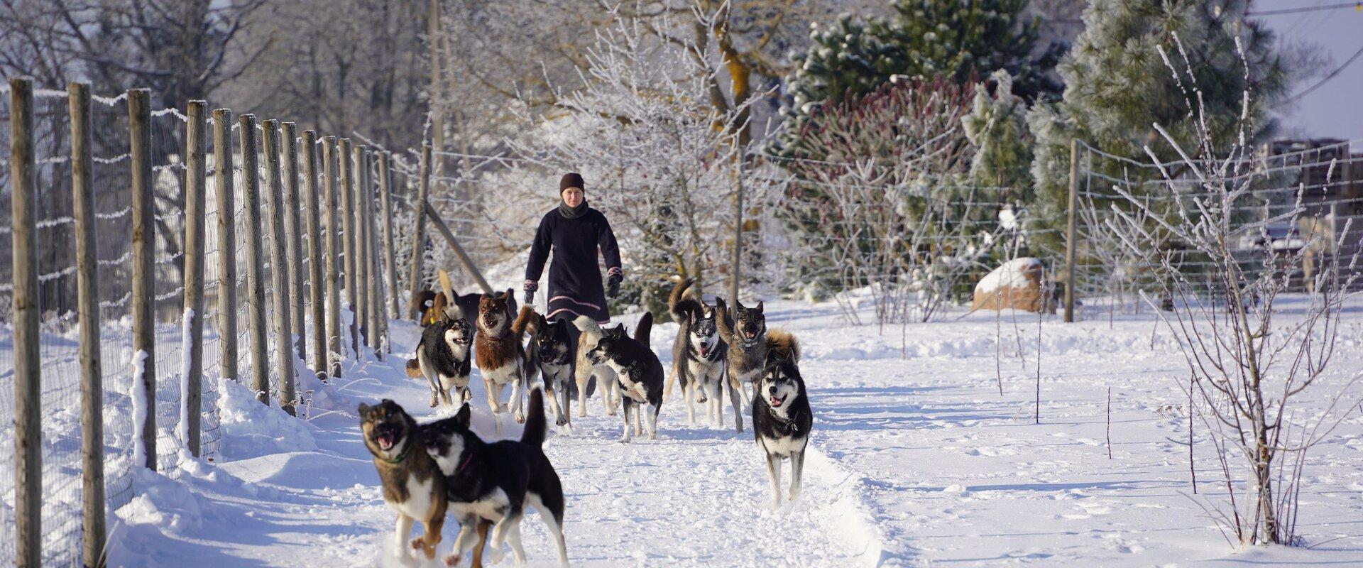 Kennel Agirregoikoa walking with dogs in winter