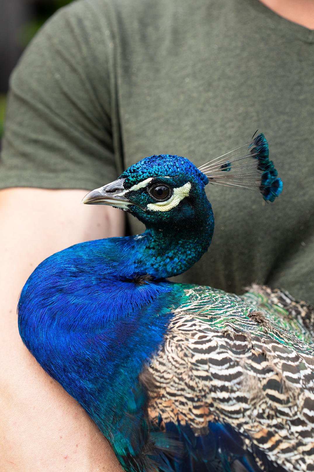 Risto Ränk Farming-Saaremaa Zoo