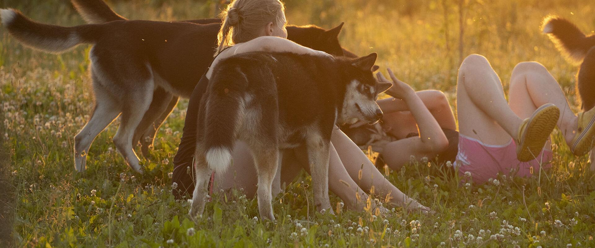 Visit to the sleddog kennel.