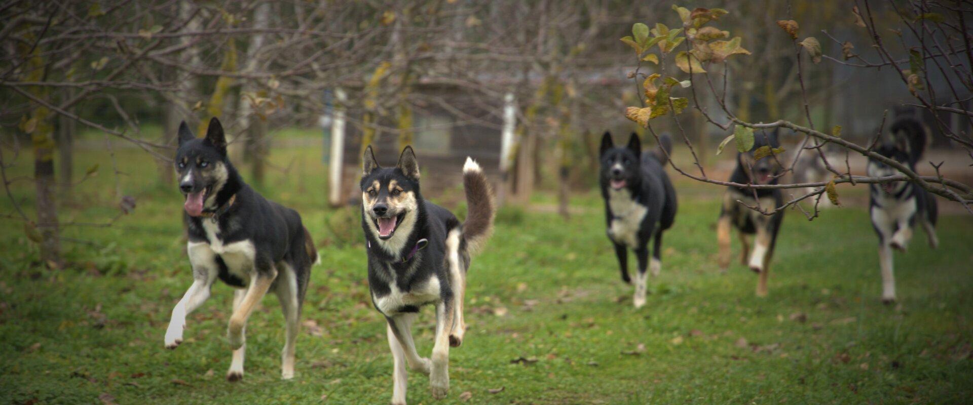 Visit to the sleddog kennel.