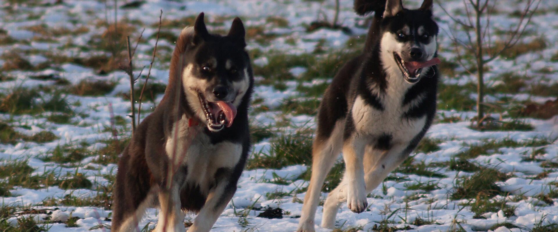 Visit to the sleddog kennel.