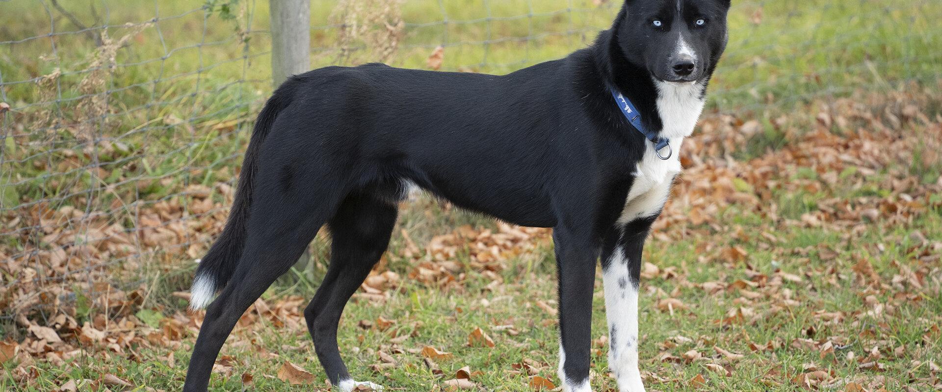 Visit to the sleddog kennel.