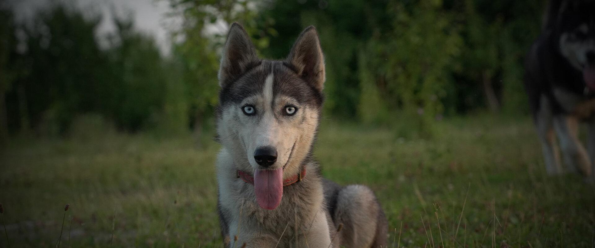 Visit to the sleddog kennel.