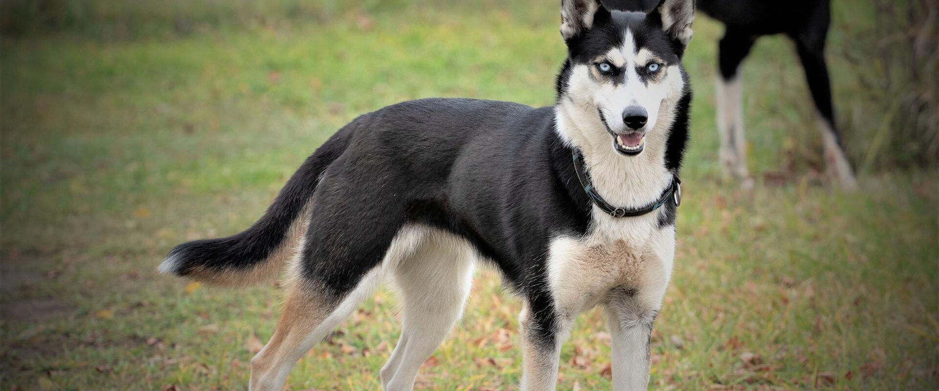 Visit to the sleddog kennel.