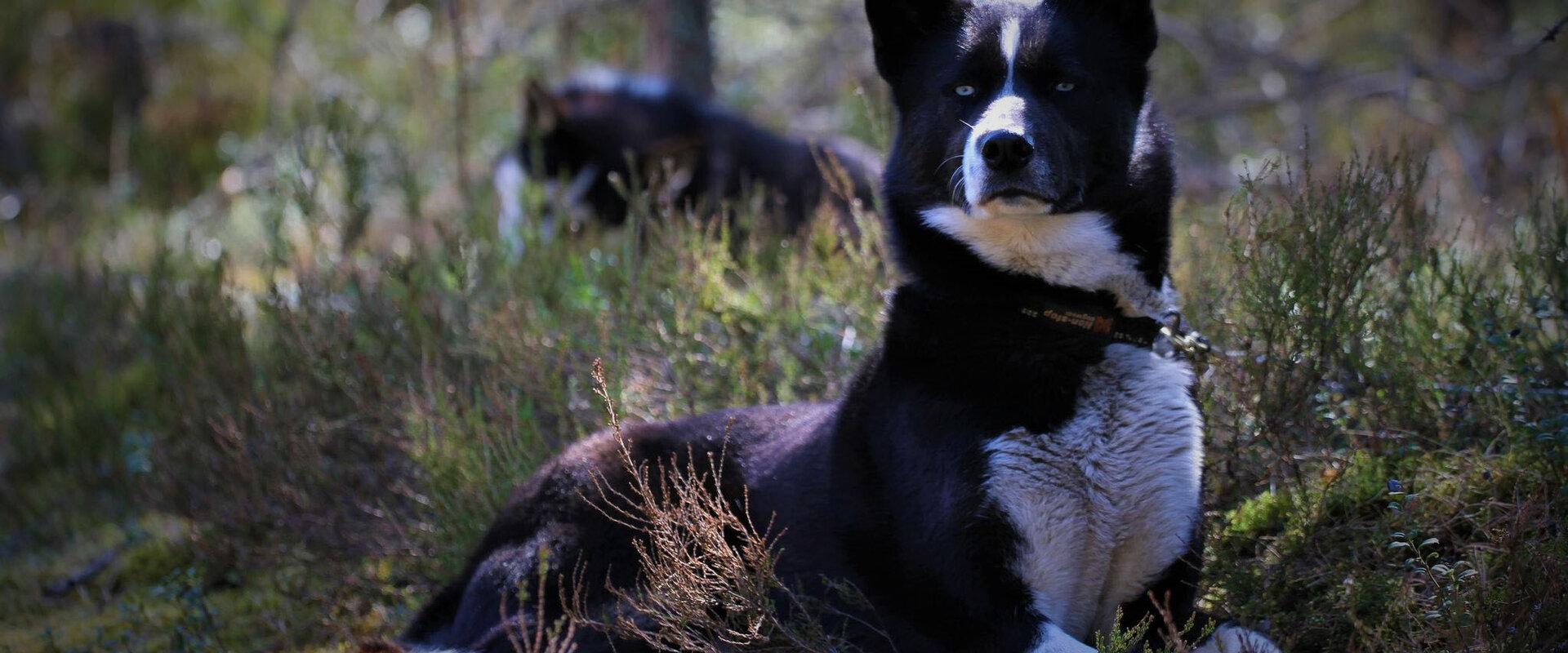 Visit to the sleddog kennel.