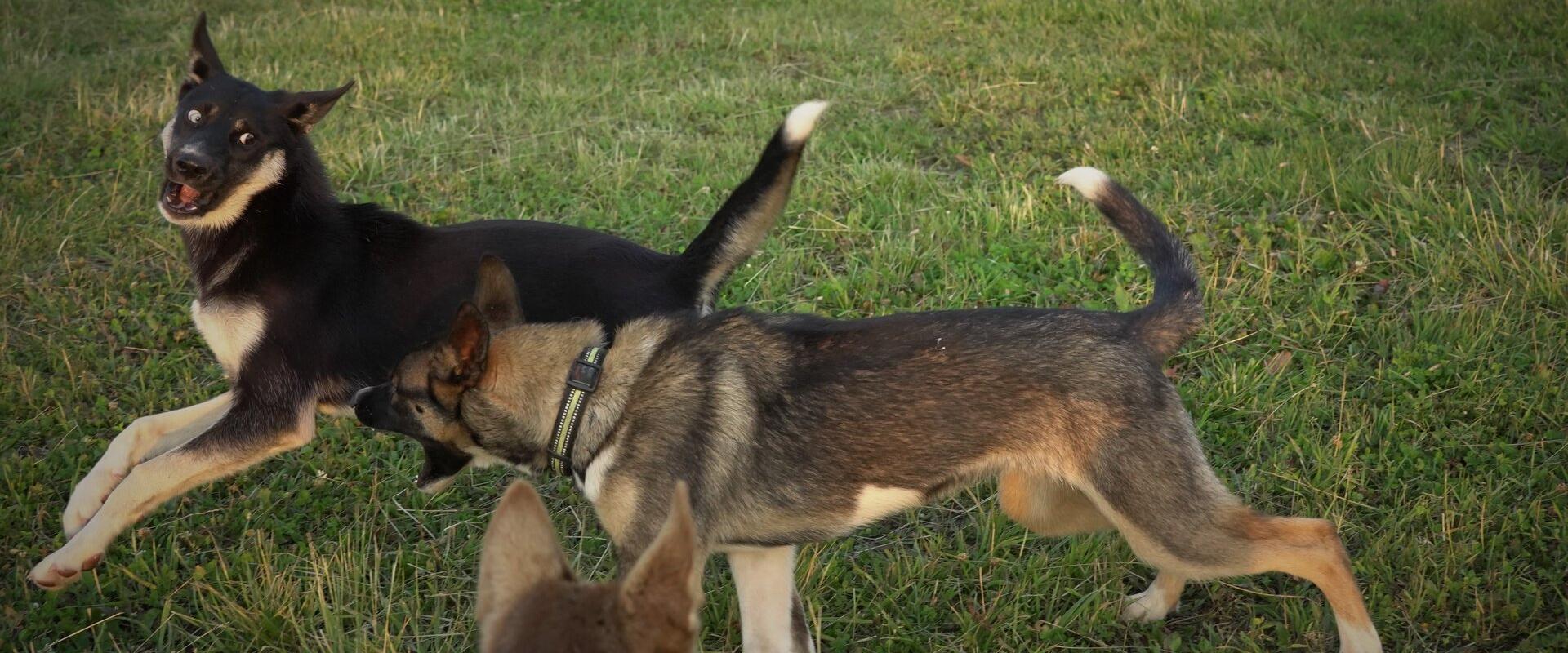 Visit to the sleddog kennel.