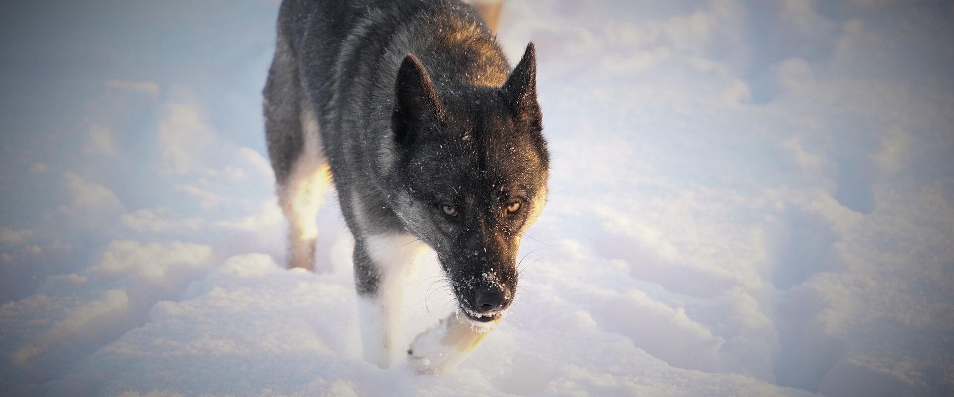 Visit to the sleddog kennel.