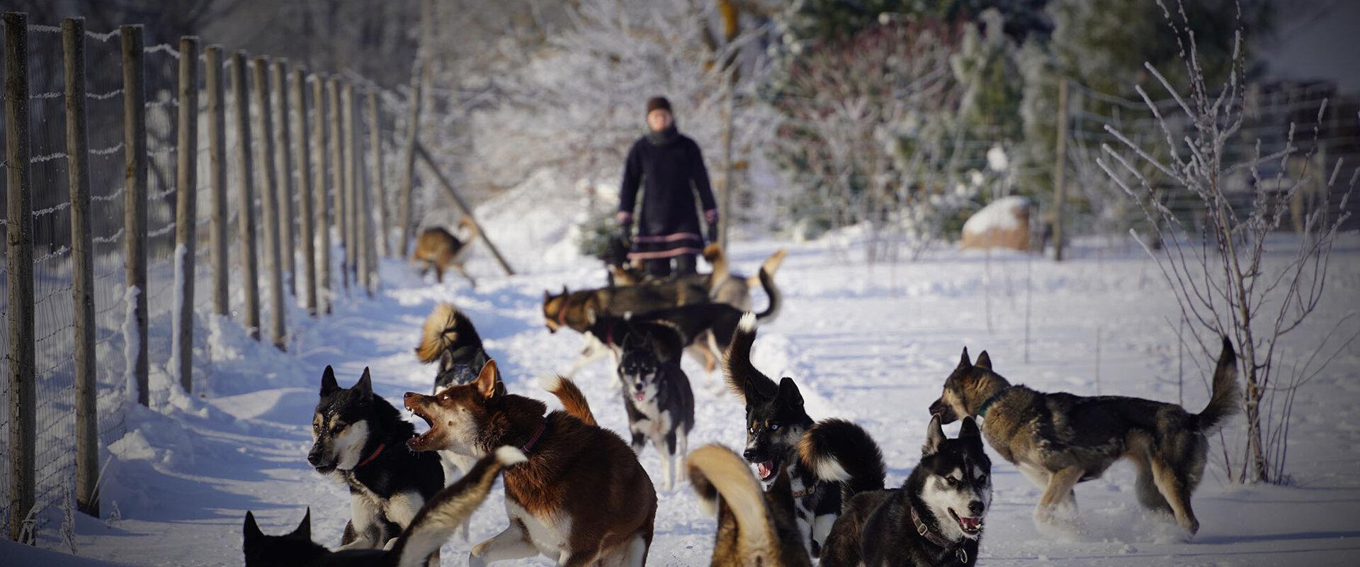 Visit to the sleddog kennel.