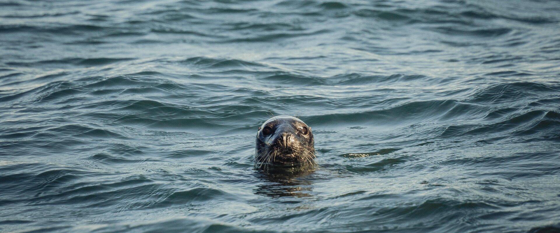 Curious seals and the picturesque Hiiumaa coastline are waiting for you! During the seal observation tour well enjoy the sea, observe how the Hiiumaa 