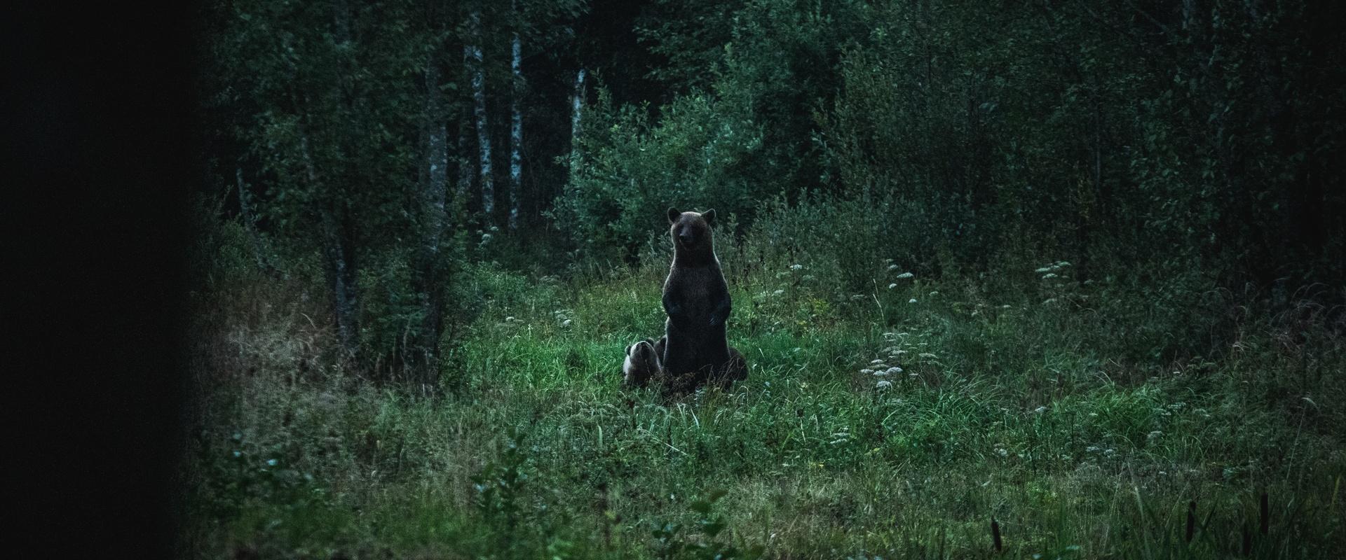 Karude vaatlus ja pildistamine Alutaguse vanas karuvarjes